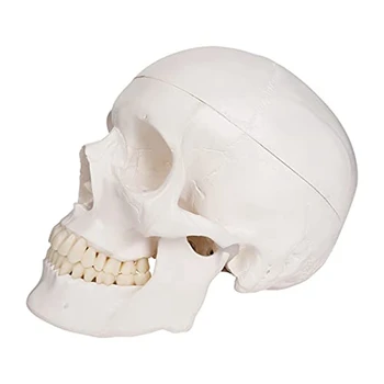 Модель человеческого черепа, анатомия в натуральную величину, анатомическая модель взрослого человека со съемной черепной крышкой и сочлененной нижней челюстью